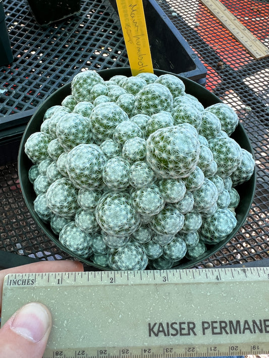 Mammillaria humboldtii cactus specimen in 6 inch pot full in pot