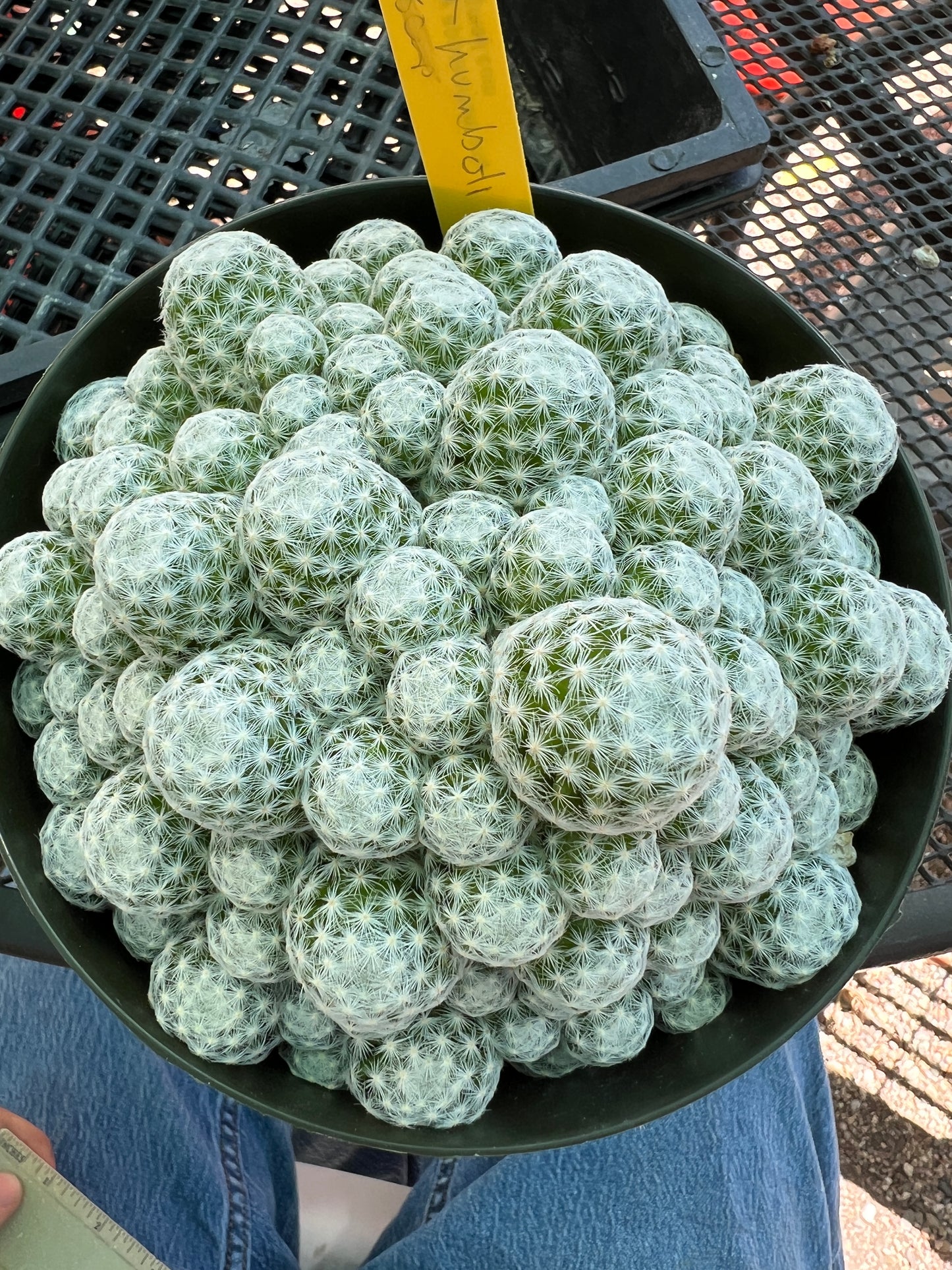 Mammillaria humboldtii cactus specimen in 6 inch pot full in pot