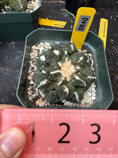 Ariocarpus kotschoubeyanus x Godzilla on short graft 840