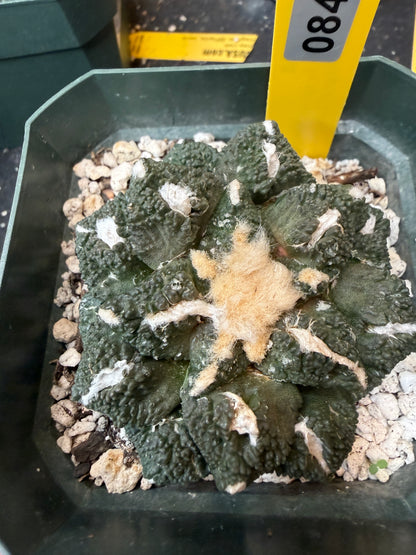 Ariocarpus kotschoubeyanus x Godzilla on short graft 840
