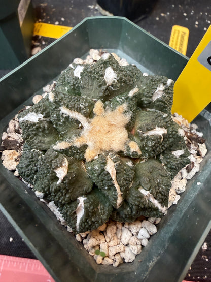 Ariocarpus kotschoubeyanus x Godzilla on short graft 840