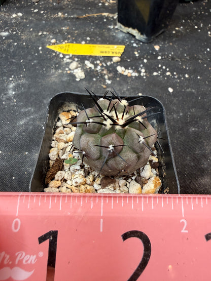 Copiapoa cinerea 704