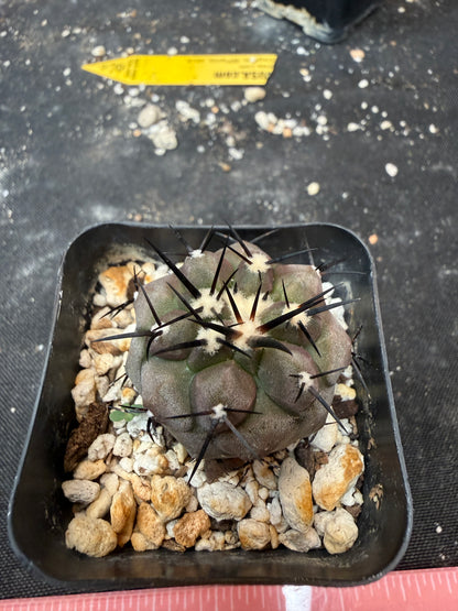 Copiapoa cinerea 704