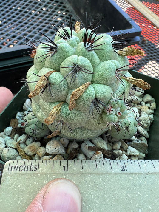 Ortegocactus macdougalii cactus very nice lots of pups in 3.25 inch pot