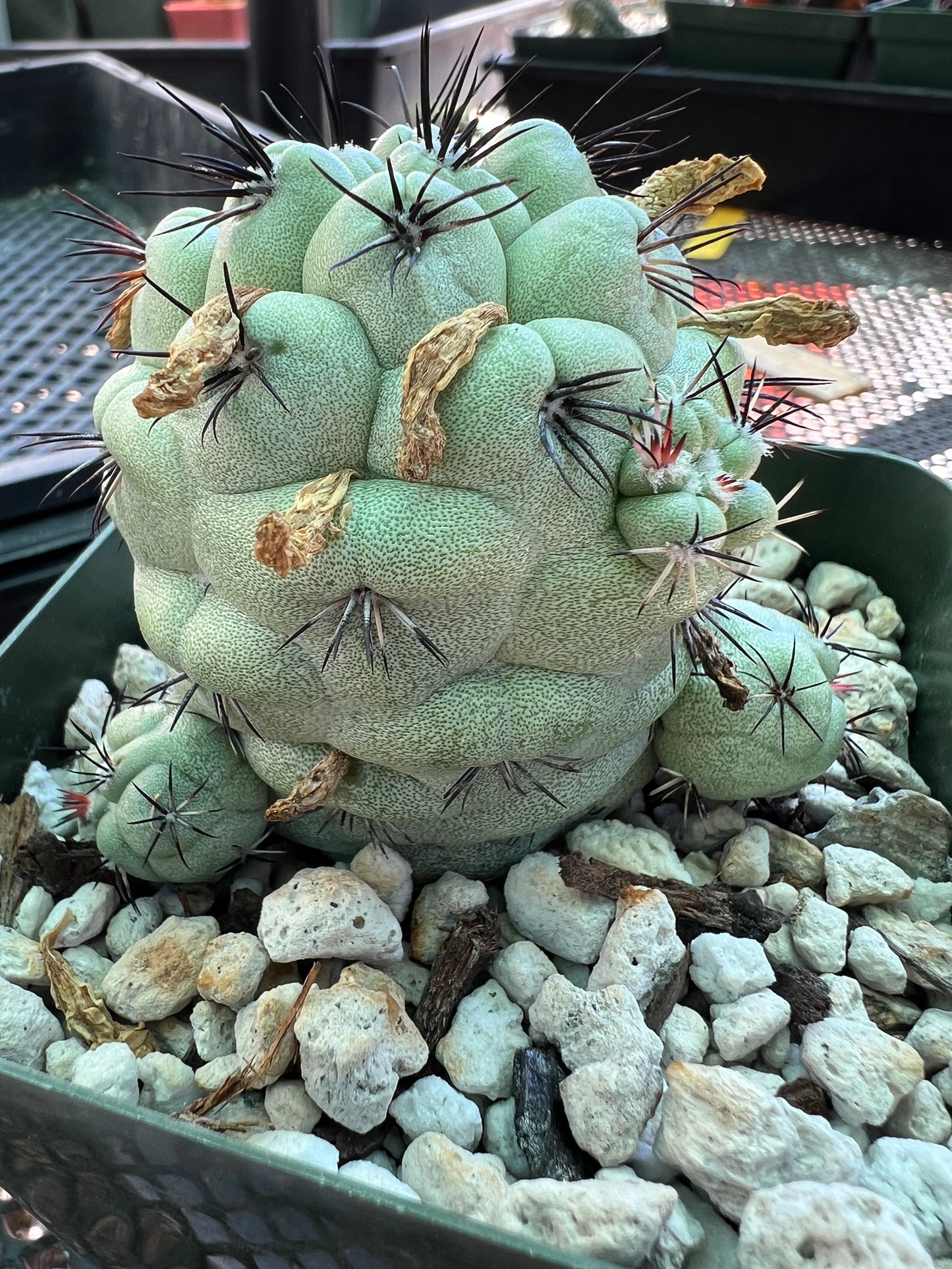 Ortegocactus macdougalii cactus very nice lots of pups in 3.25 inch pot