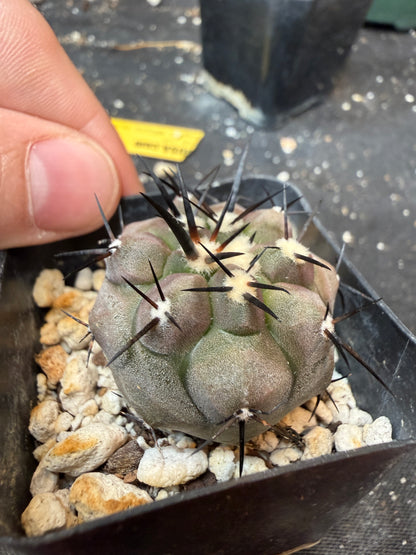 Copiapoa cinerea 704