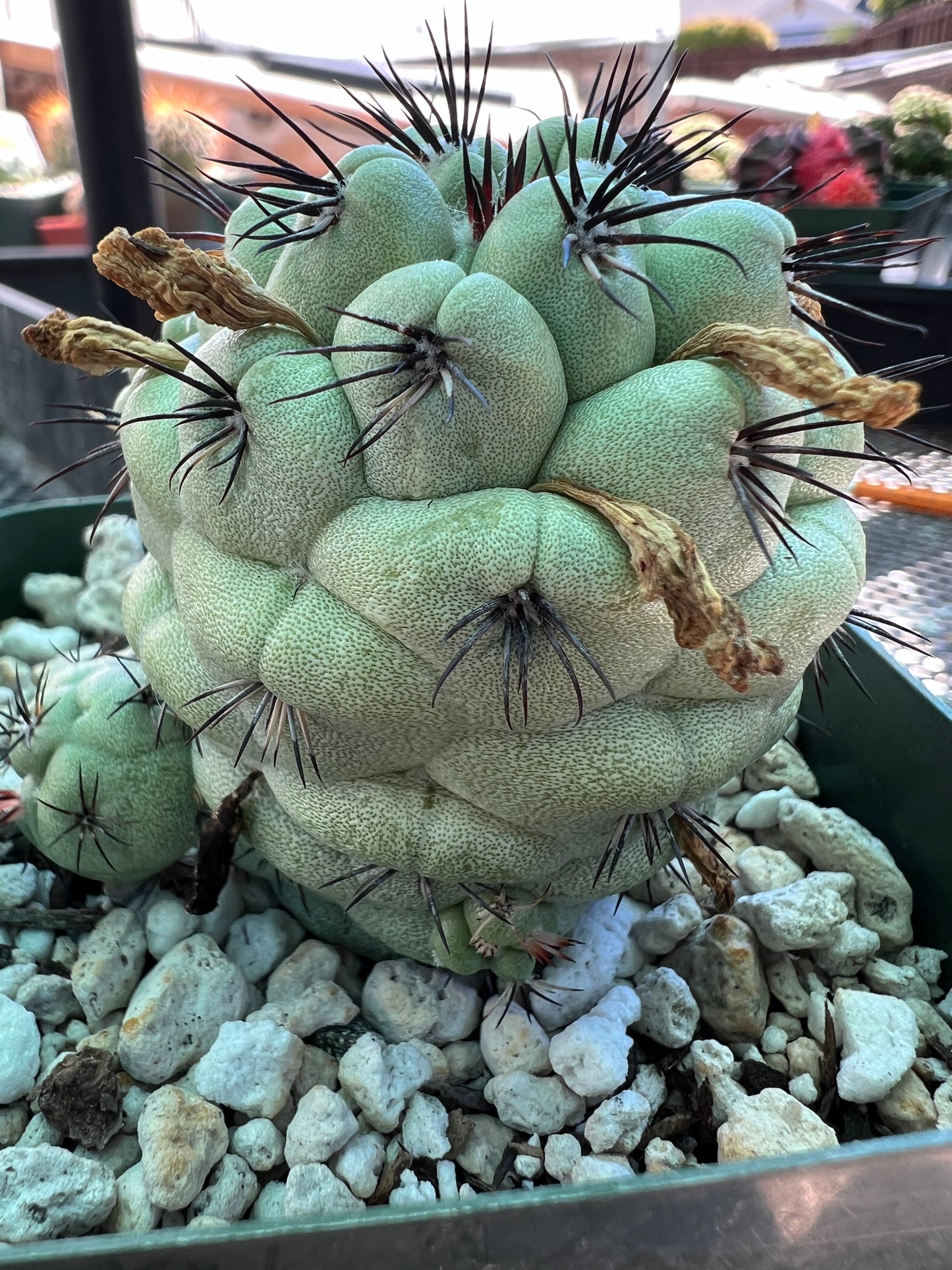 Ortegocactus macdougalii cactus very nice lots of pups in 3.25 inch pot