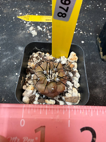 Copiapoa cinerea 978