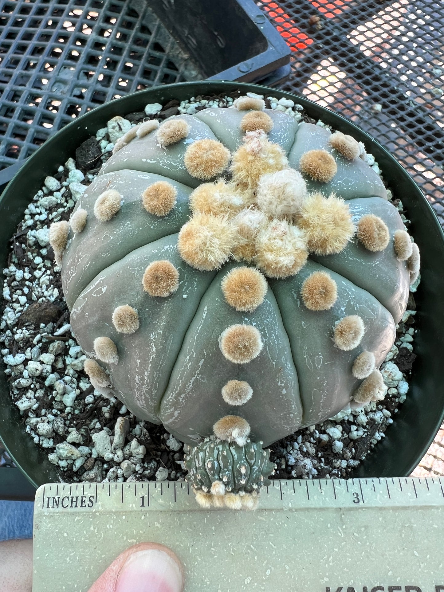 Astrophytum asterias nudum specimen in 6 inch pot with pup