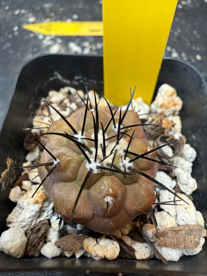 Copiapoa cinerea 978