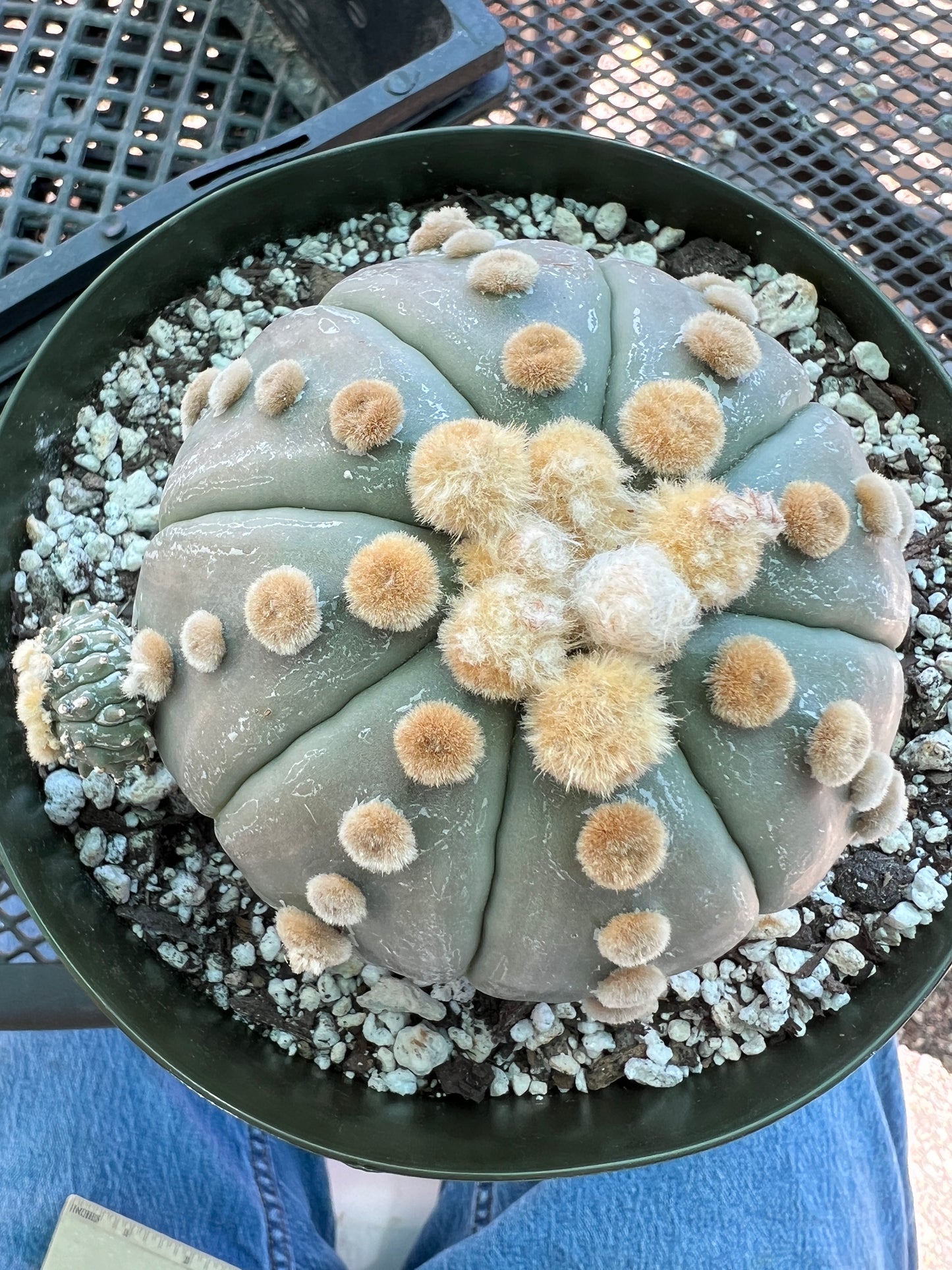 Astrophytum asterias nudum specimen in 6 inch pot with pup