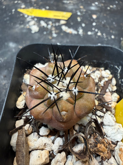 Copiapoa cinerea 978
