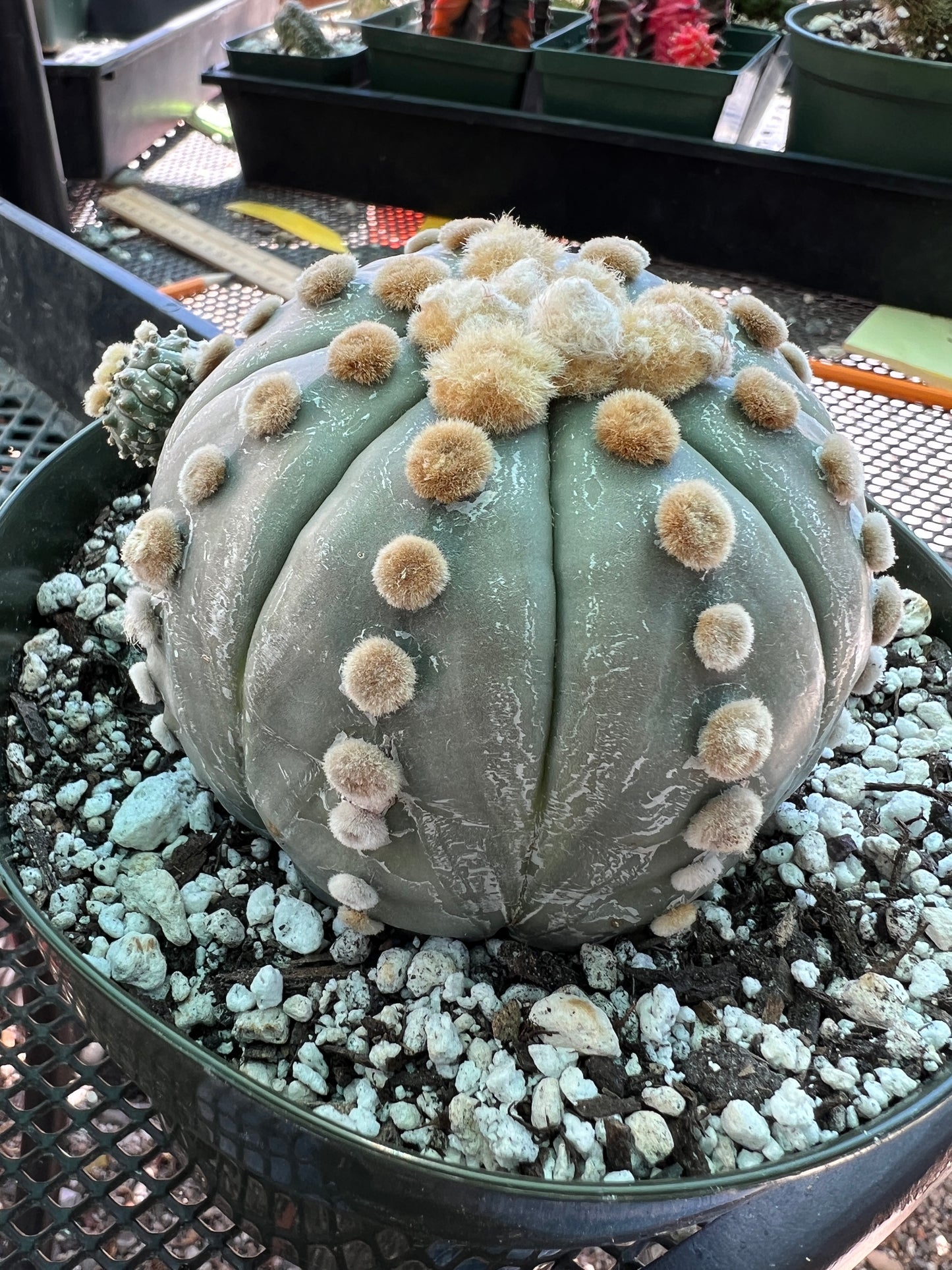 Astrophytum asterias nudum specimen in 6 inch pot with pup