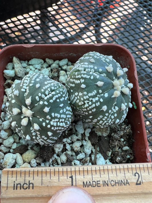 Astrophytum asterias two headed cactus #1