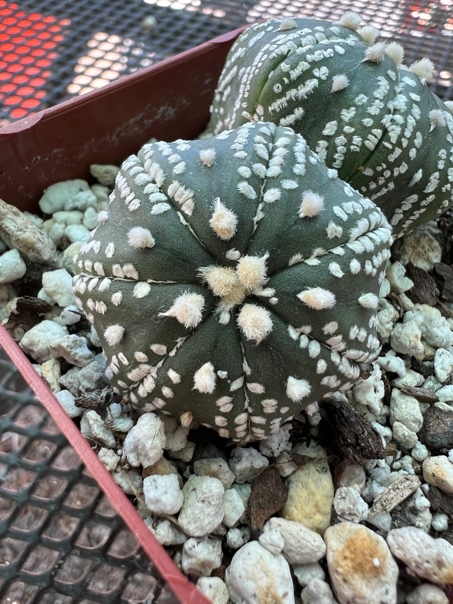 Astrophytum asterias two headed cactus #1