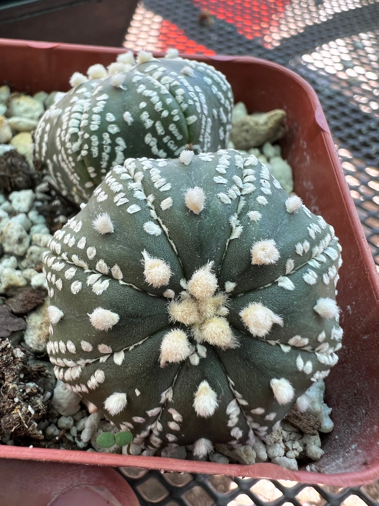 Astrophytum asterias two headed cactus #1