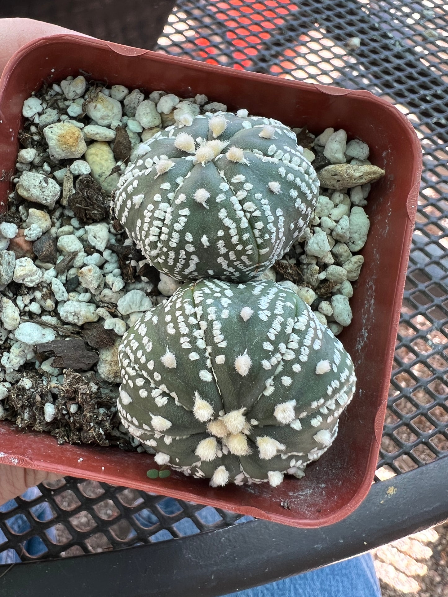 Astrophytum asterias two headed cactus #1