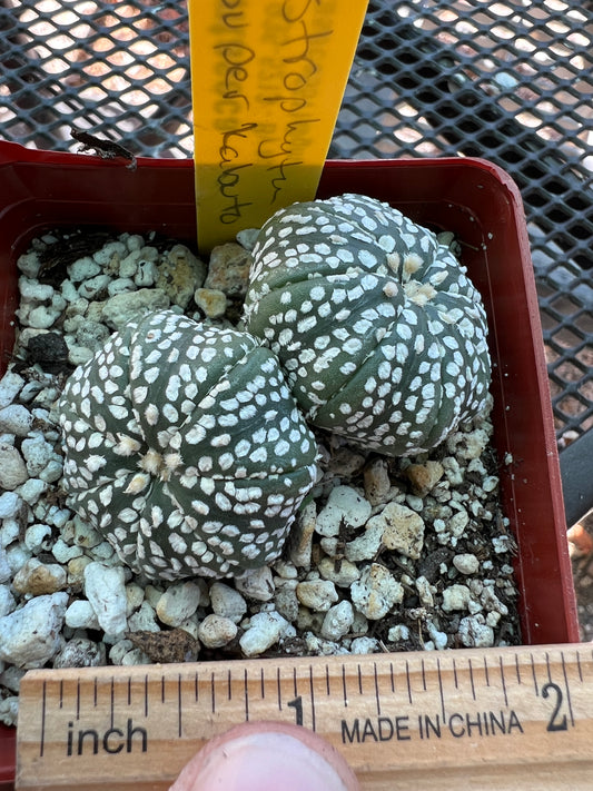 Astrophytum super kabuto cactus two headed #2