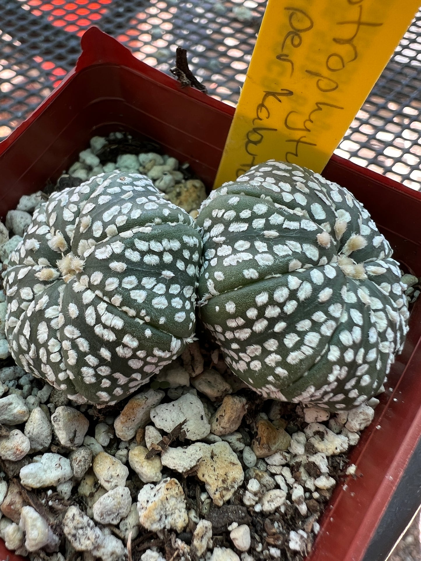 Astrophytum super kabuto cactus two headed #2