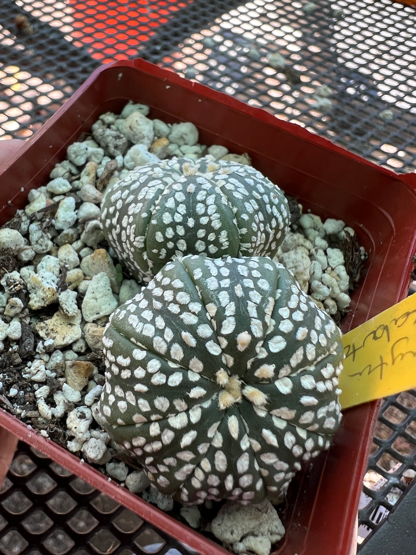 Astrophytum super kabuto cactus two headed #2