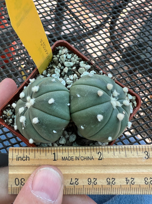 Astrophytum asterias two headed cactus #3