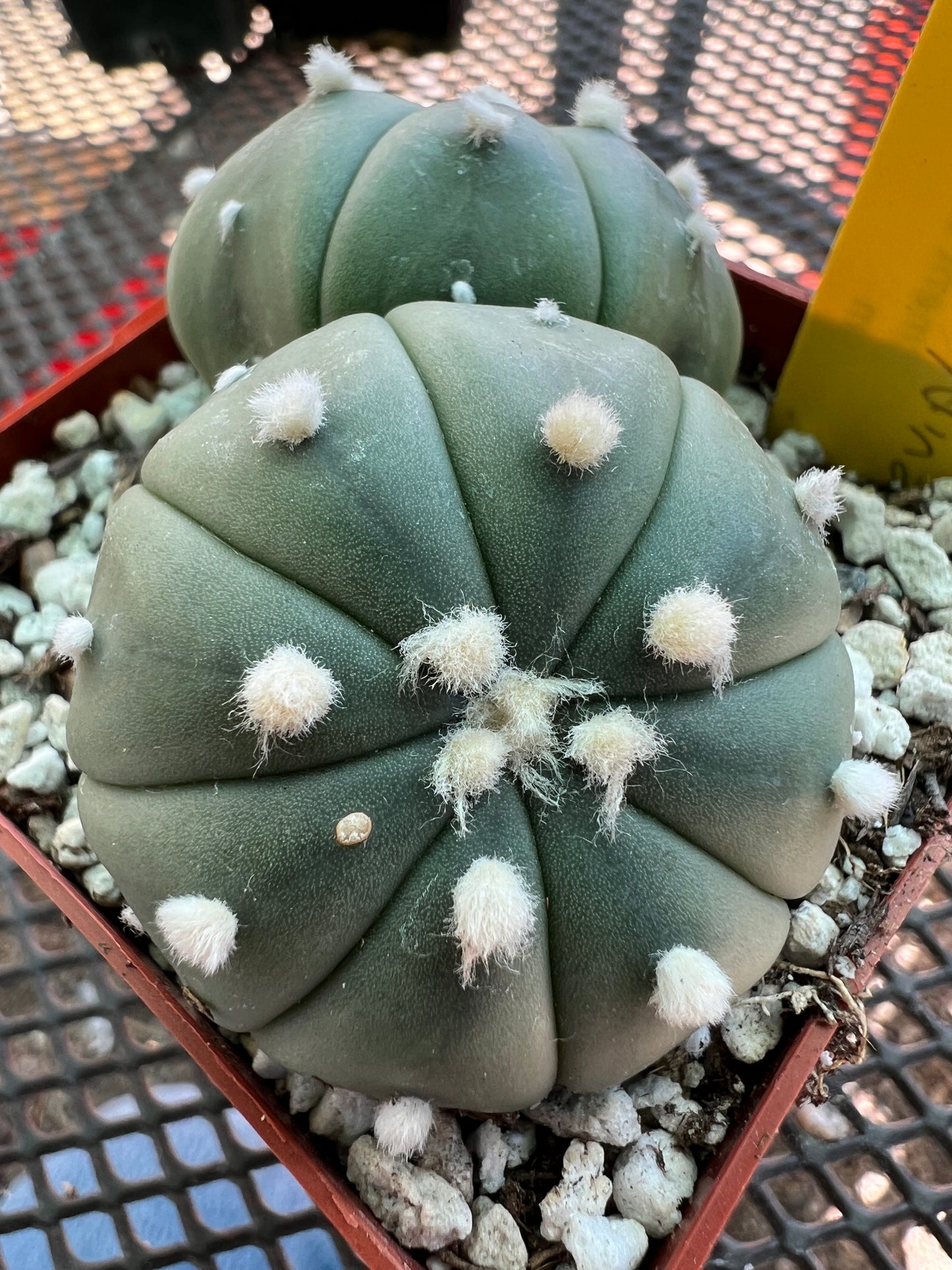 Astrophytum asterias two headed cactus #3