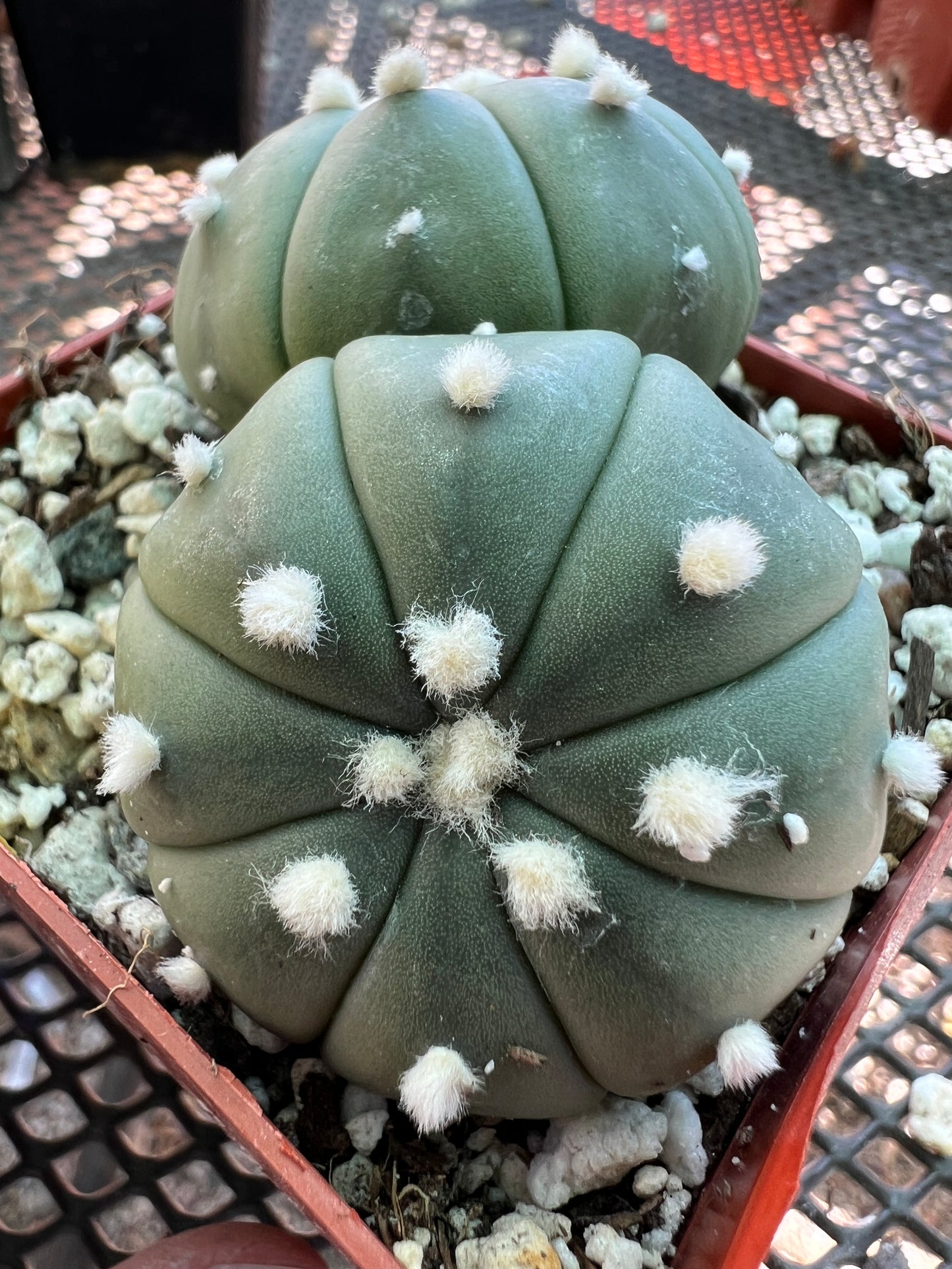 Astrophytum asterias two headed cactus #3