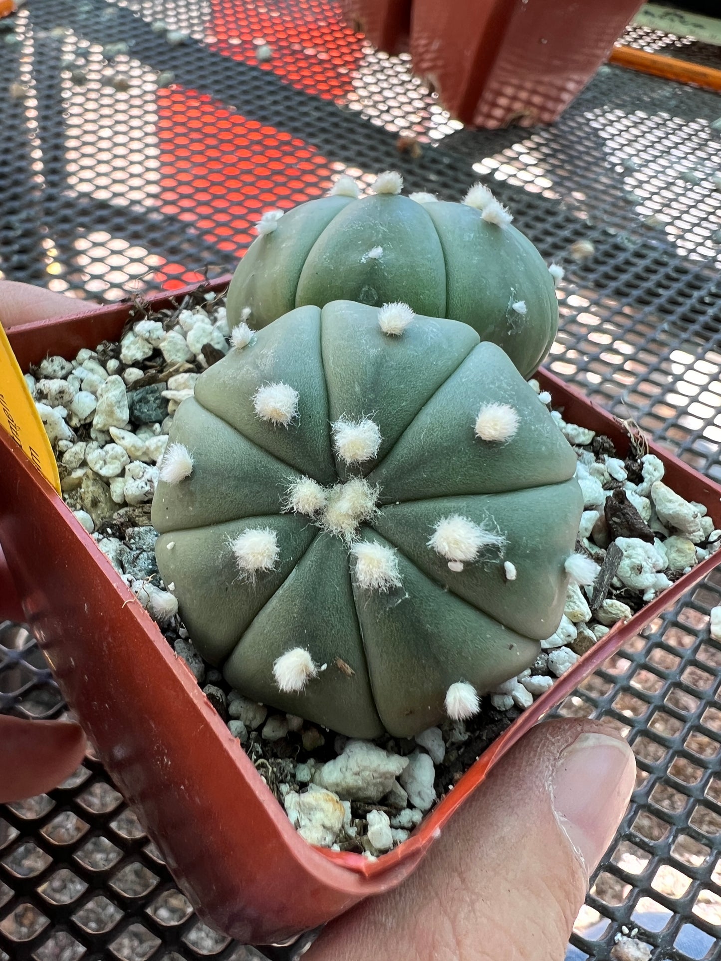 Astrophytum asterias two headed cactus #3