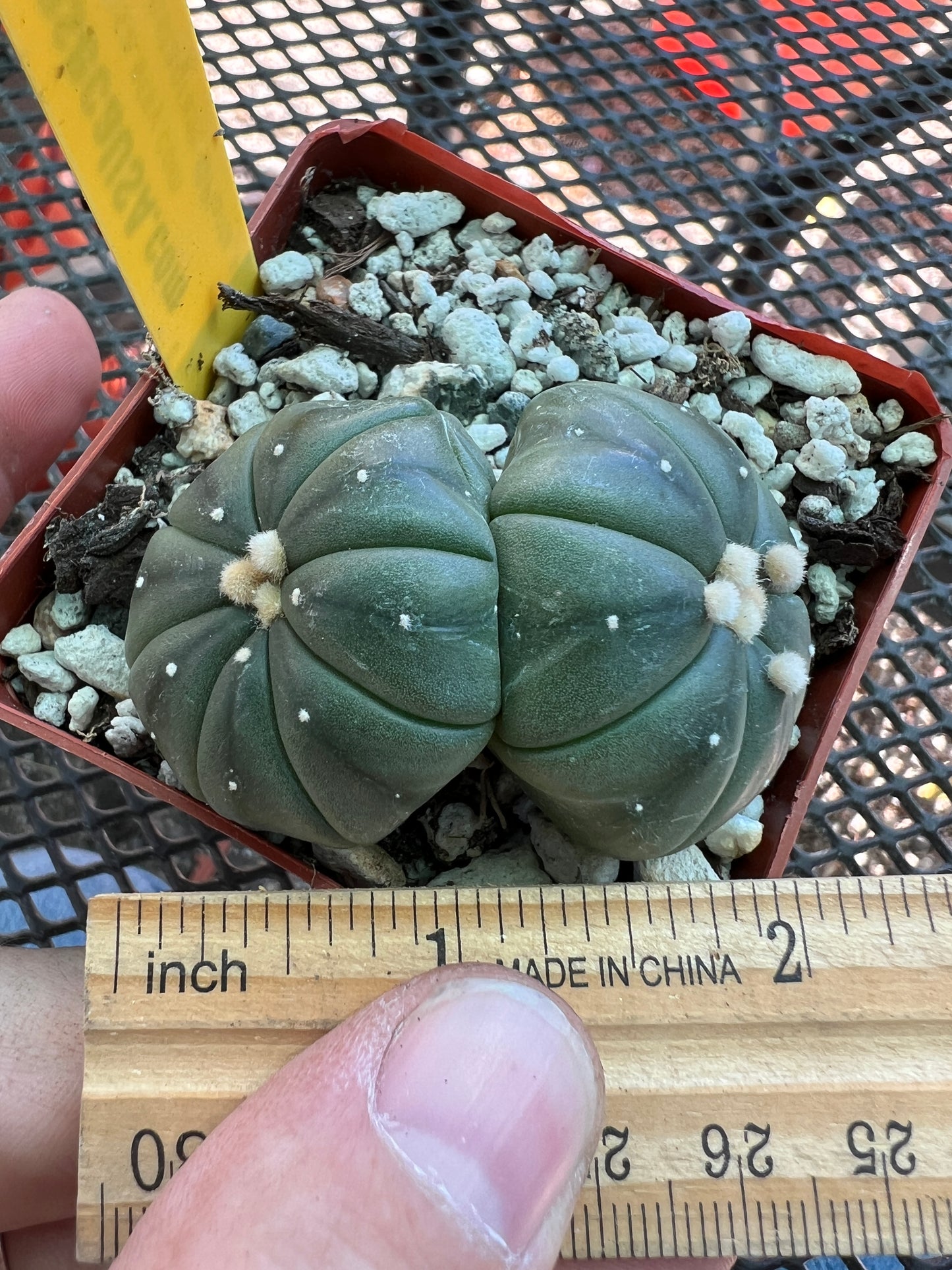 Astrophytum asterias two headed cactus #4