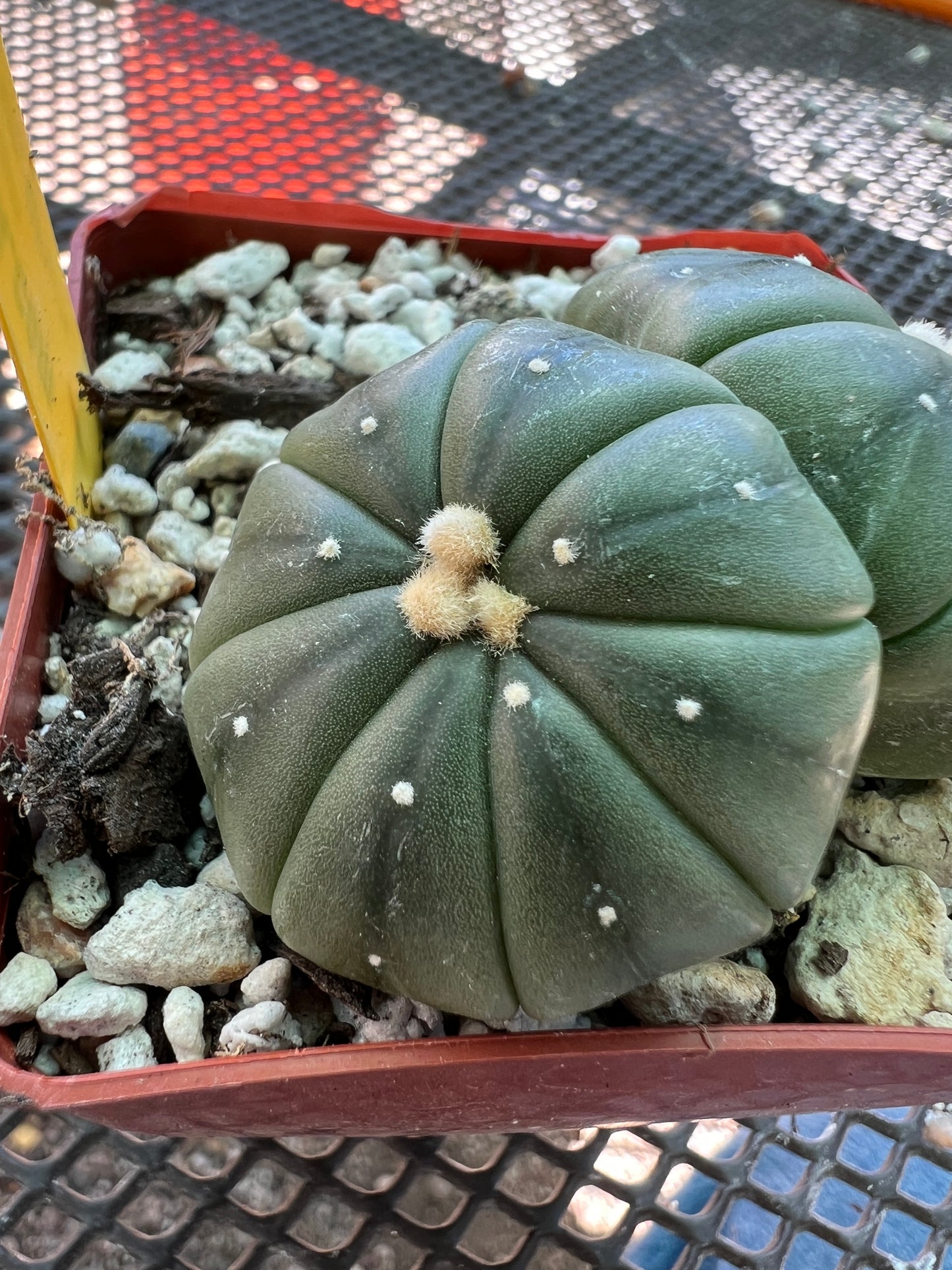 Astrophytum asterias two headed cactus #4