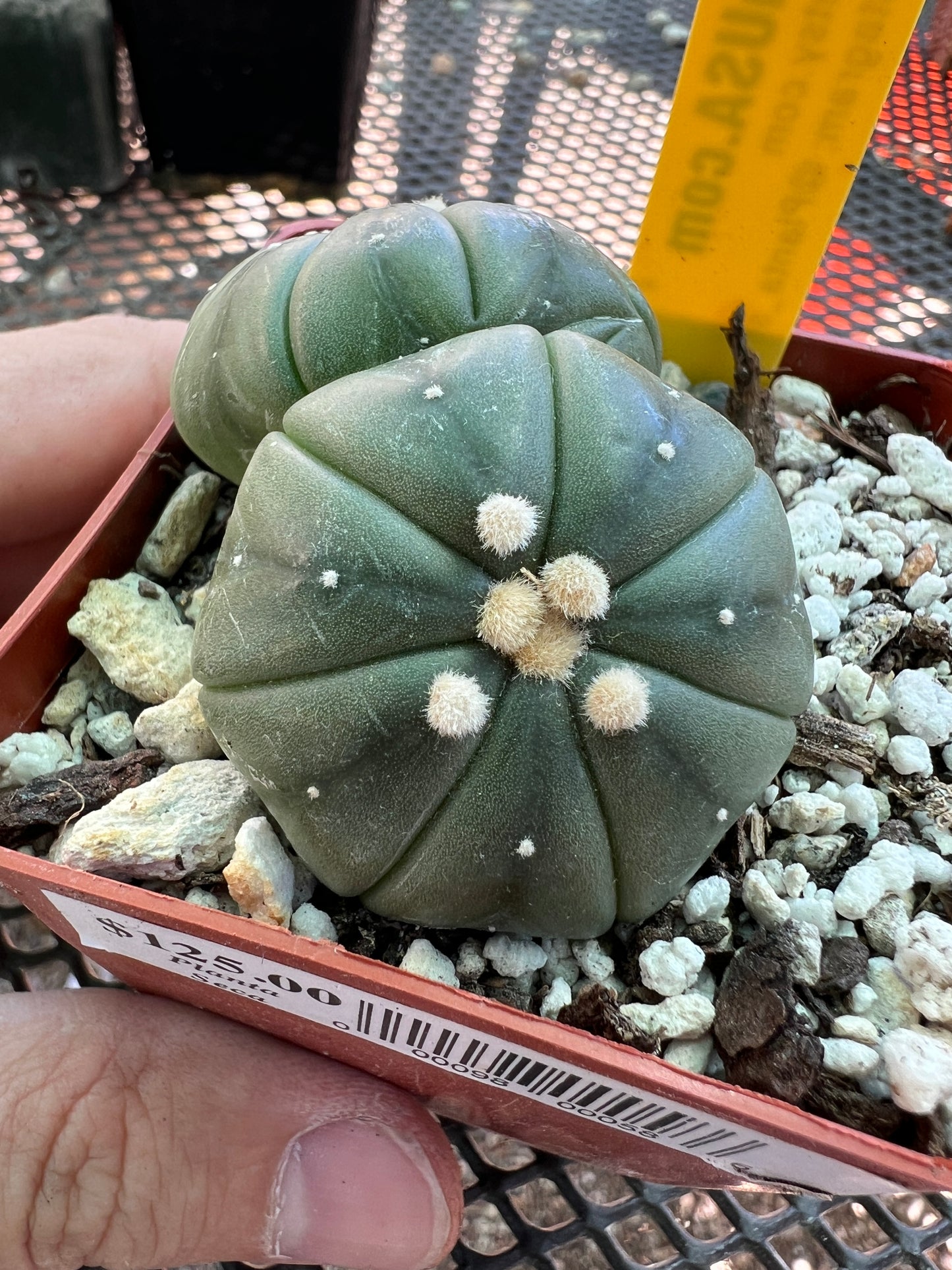 Astrophytum asterias two headed cactus #4