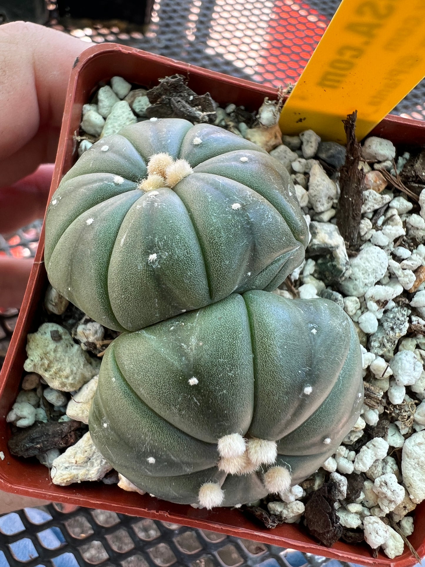 Astrophytum asterias two headed cactus #4