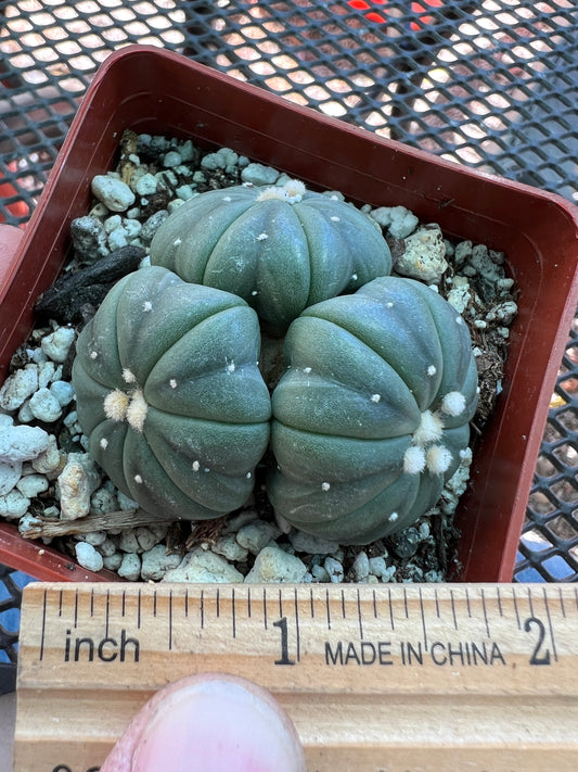 Astrophytum asterias nudum three headed cactus very nice