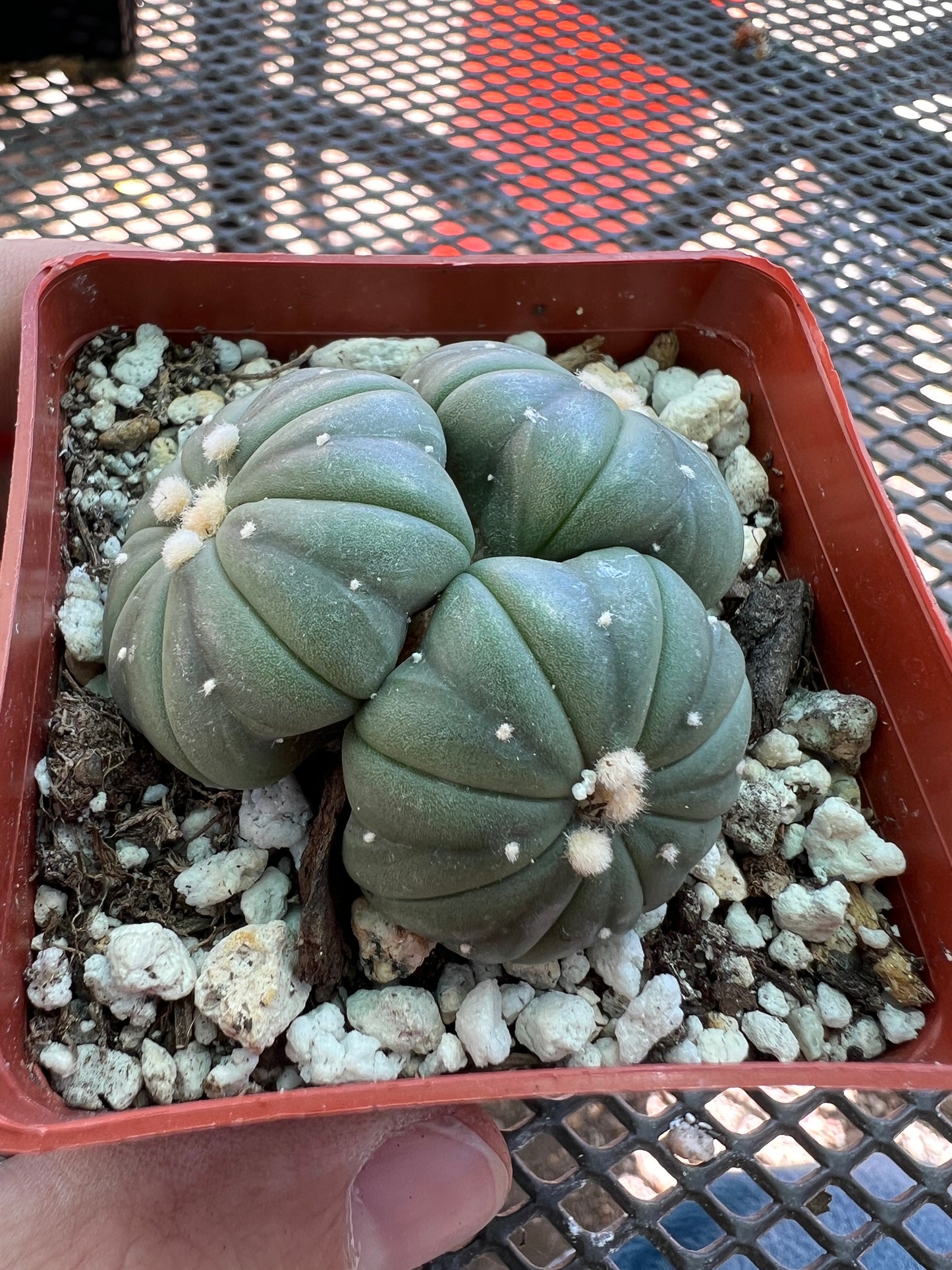 Astrophytum asterias nudum three headed cactus very nice