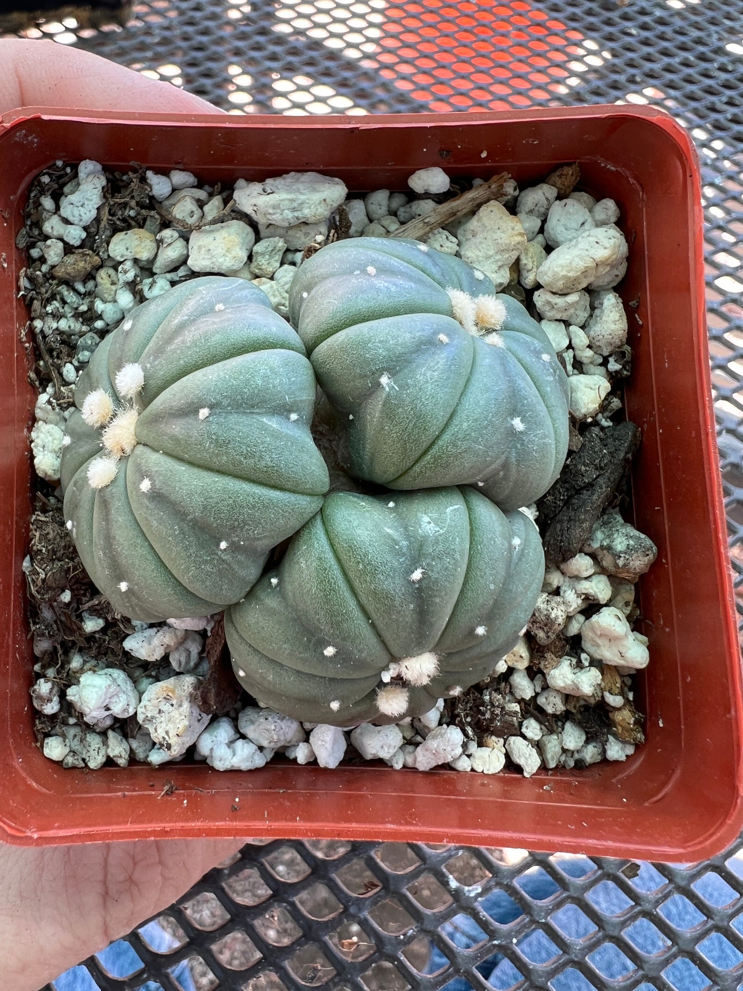 Astrophytum asterias nudum three headed cactus very nice