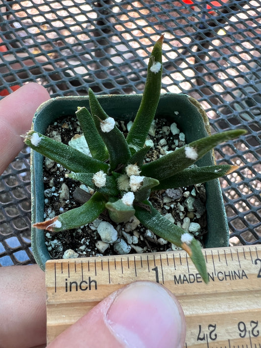 Ariocarpus agavoides cactus #1