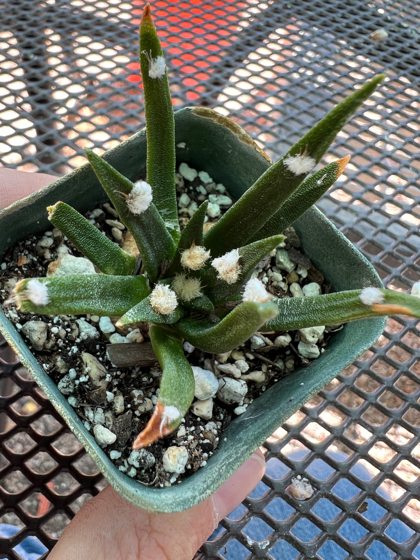 Ariocarpus agavoides cactus #1