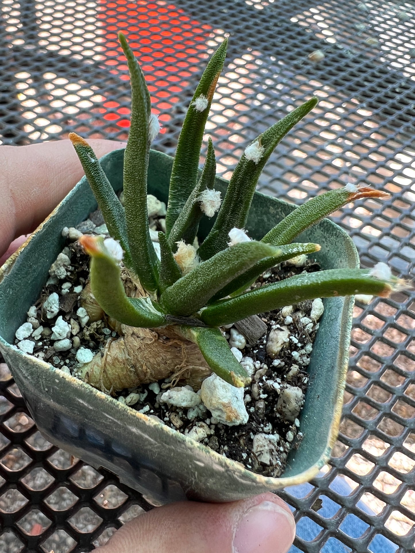 Ariocarpus agavoides cactus #1