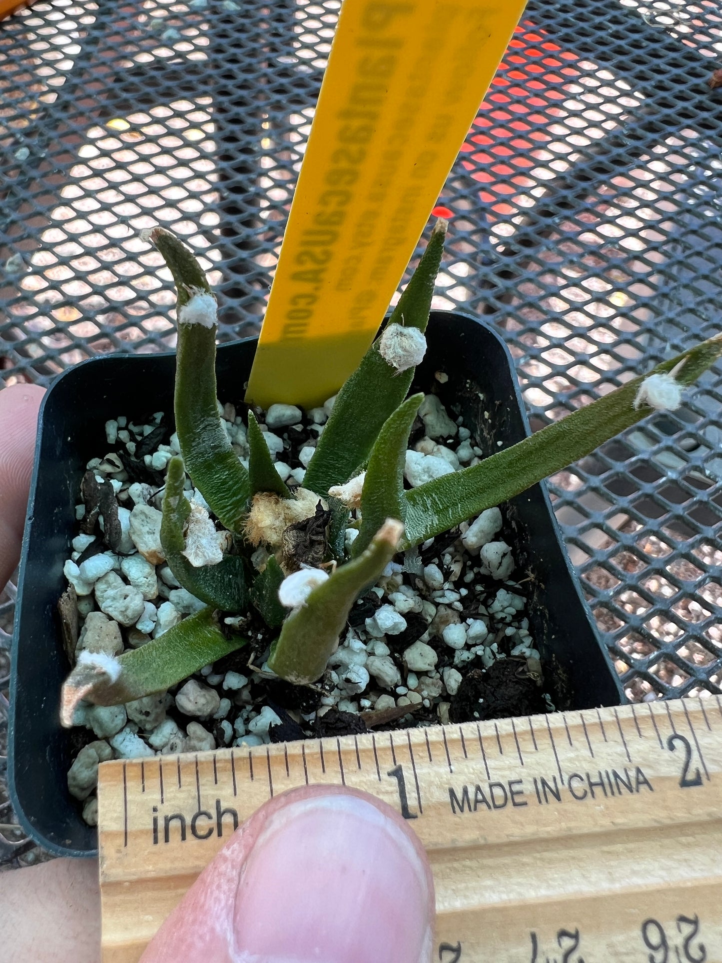 Ariocarpus agavoides rare cactus #2