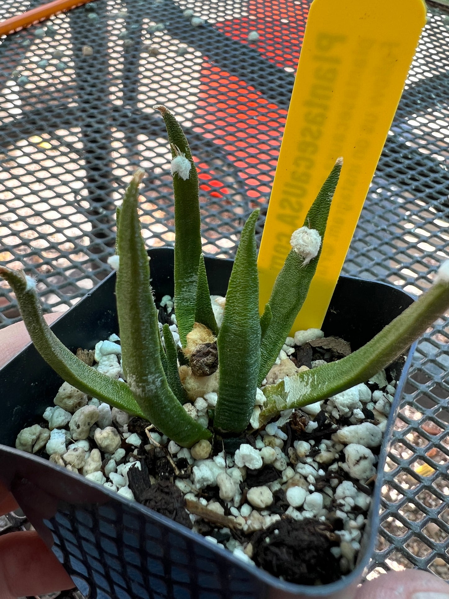 Ariocarpus agavoides rare cactus #2