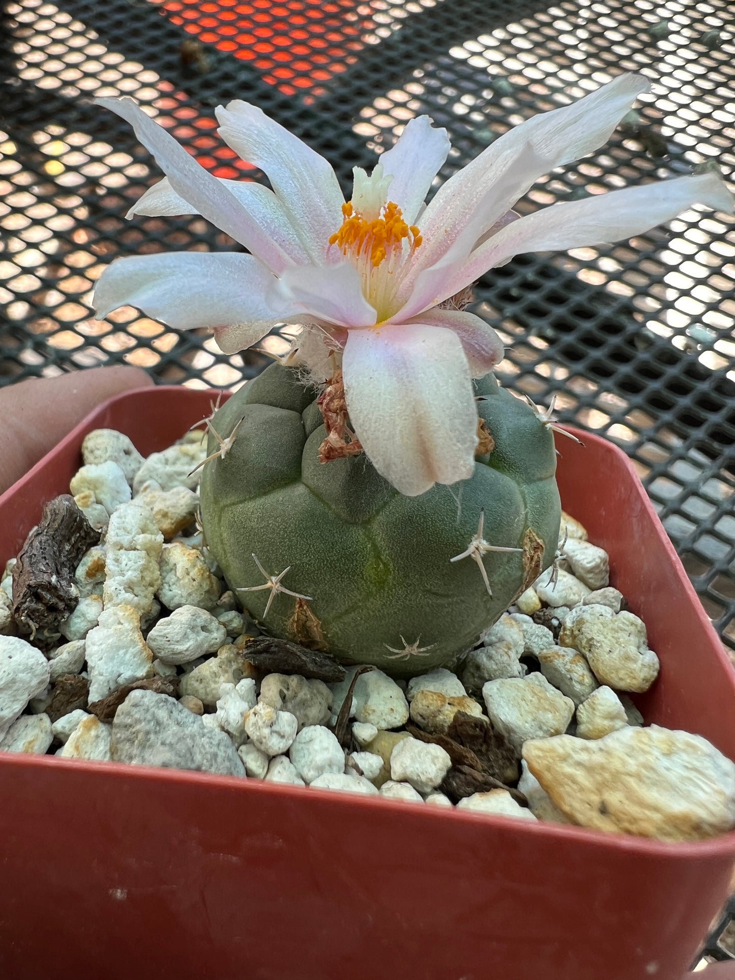 Turbinicarpus lophophoroides rare cactus has some character