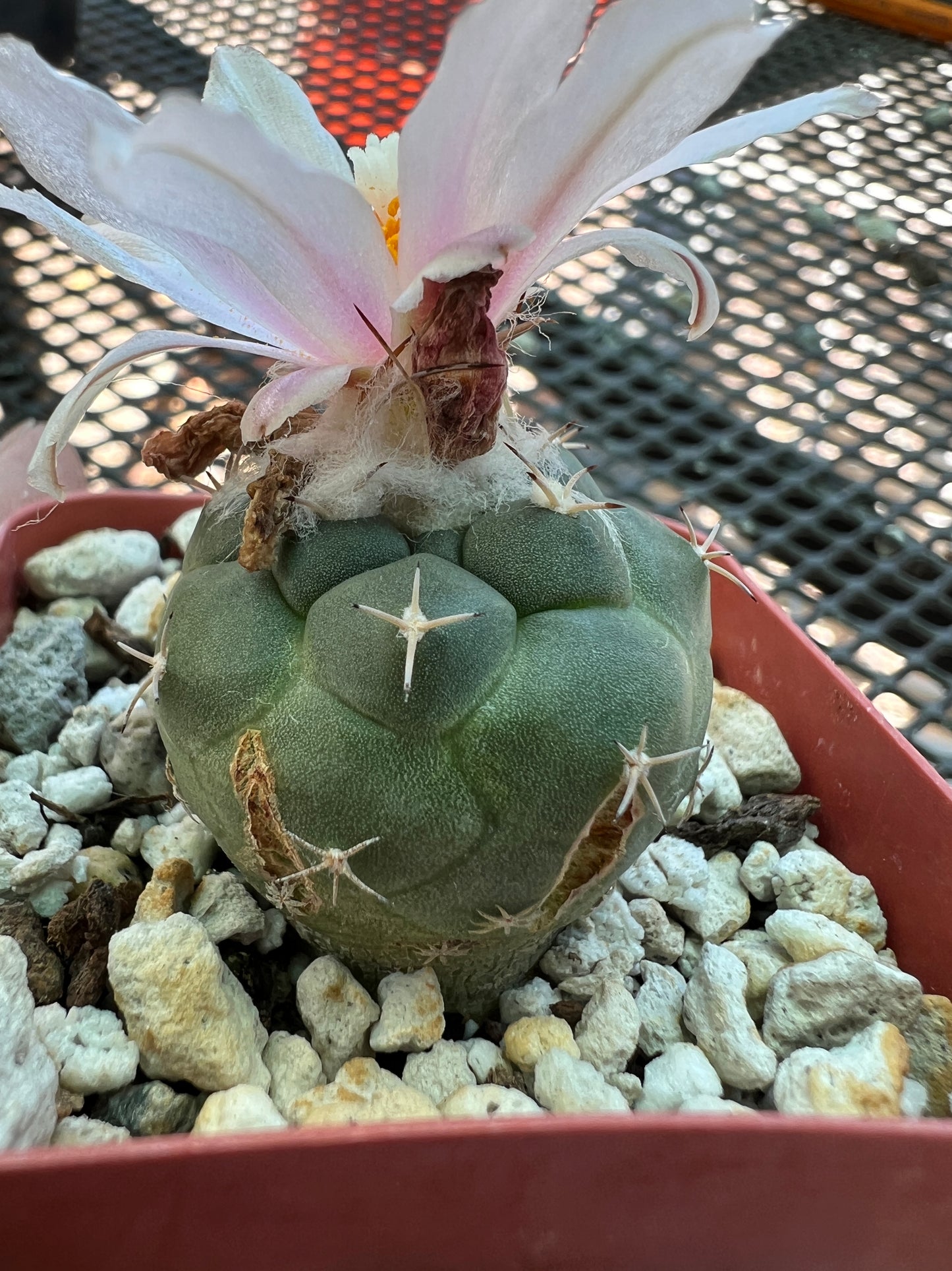 Turbinicarpus lophophoroides rare cactus has some character