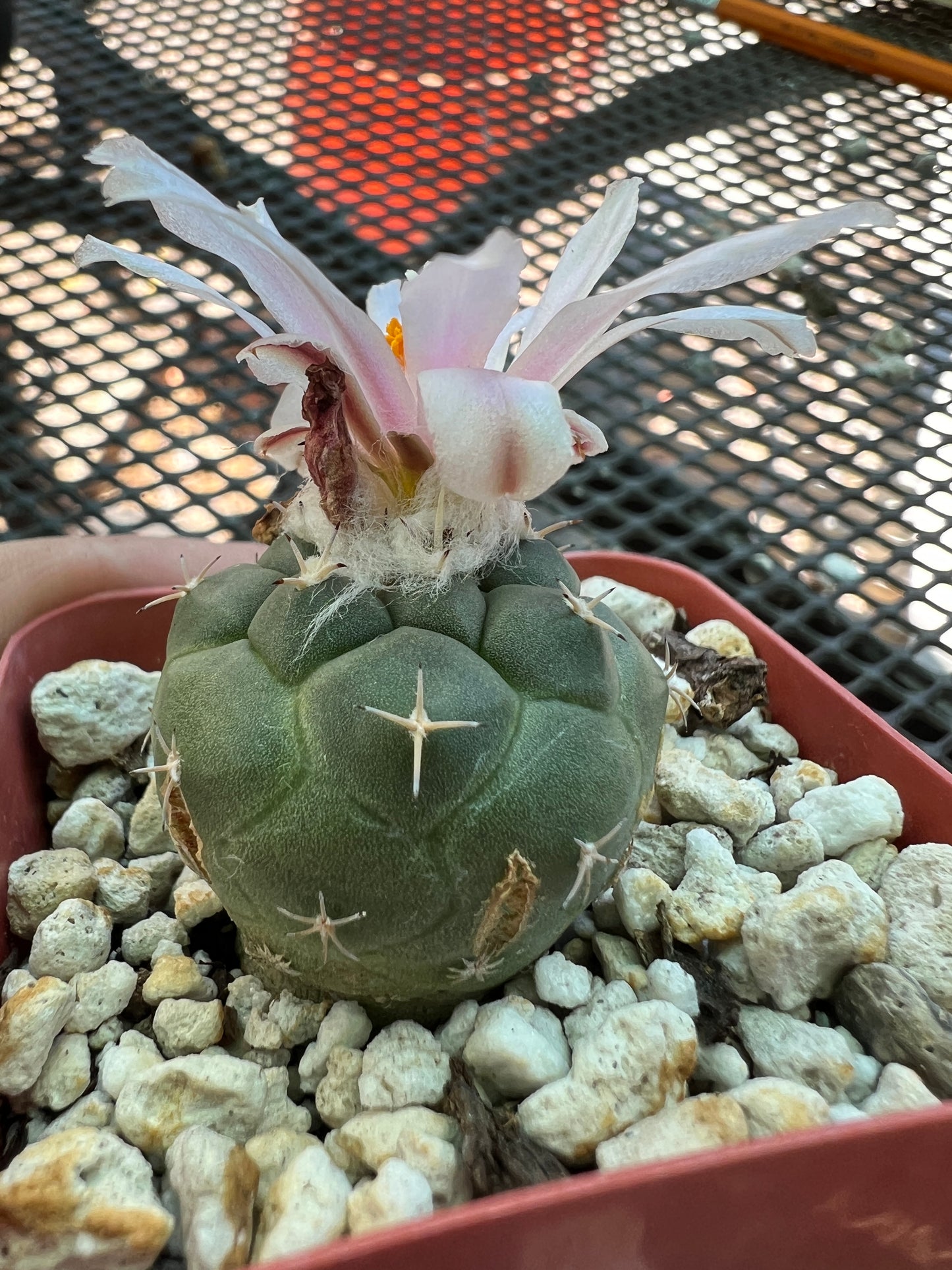 Turbinicarpus lophophoroides rare cactus has some character