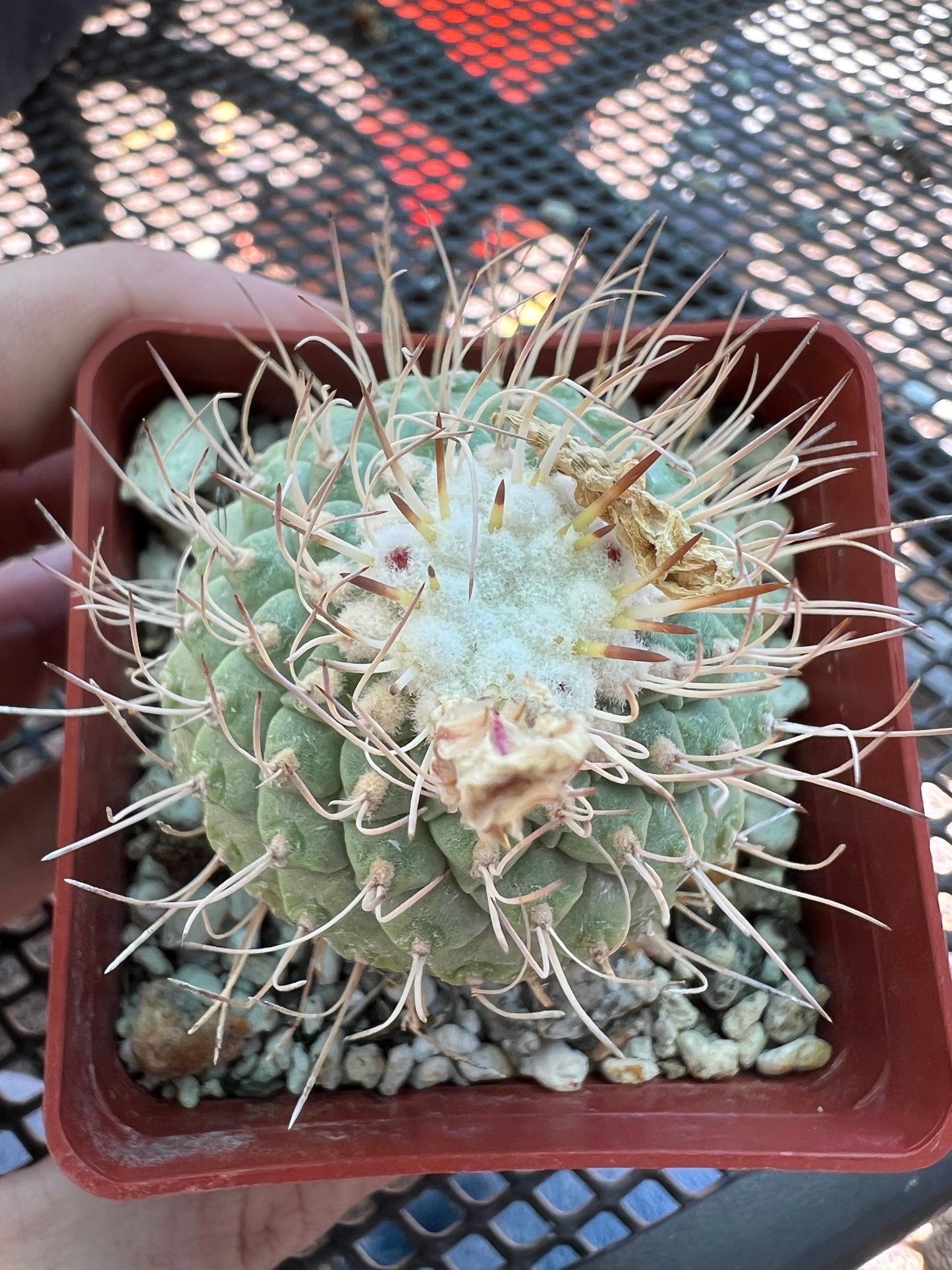 Strombocactus disciformis cactus large in pot