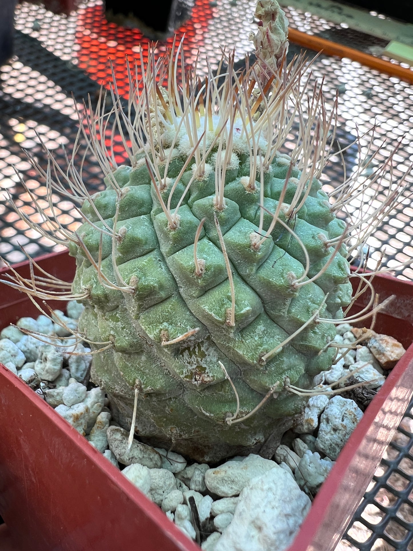 Strombocactus disciformis cactus large in pot