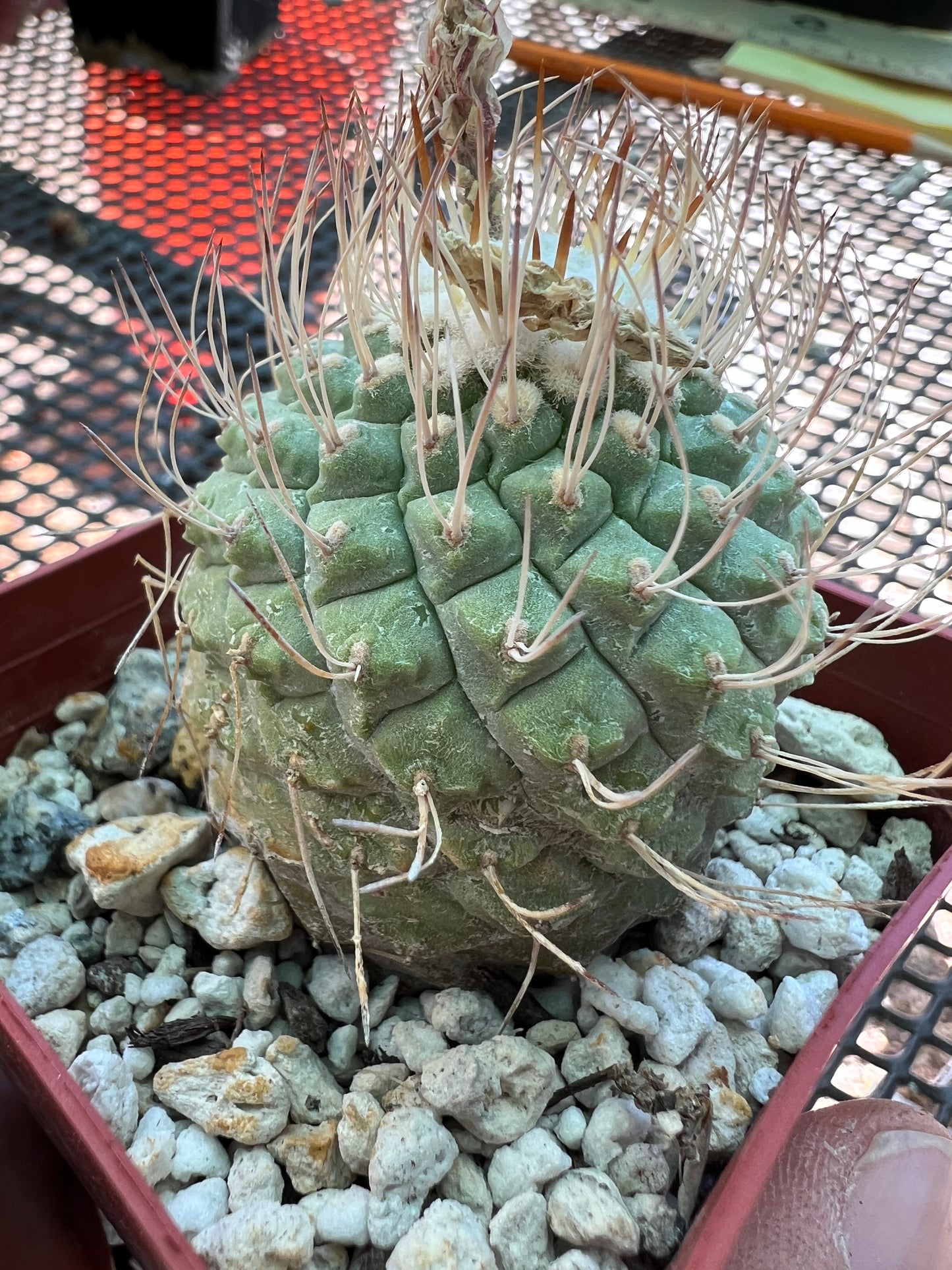 Strombocactus disciformis cactus large in pot