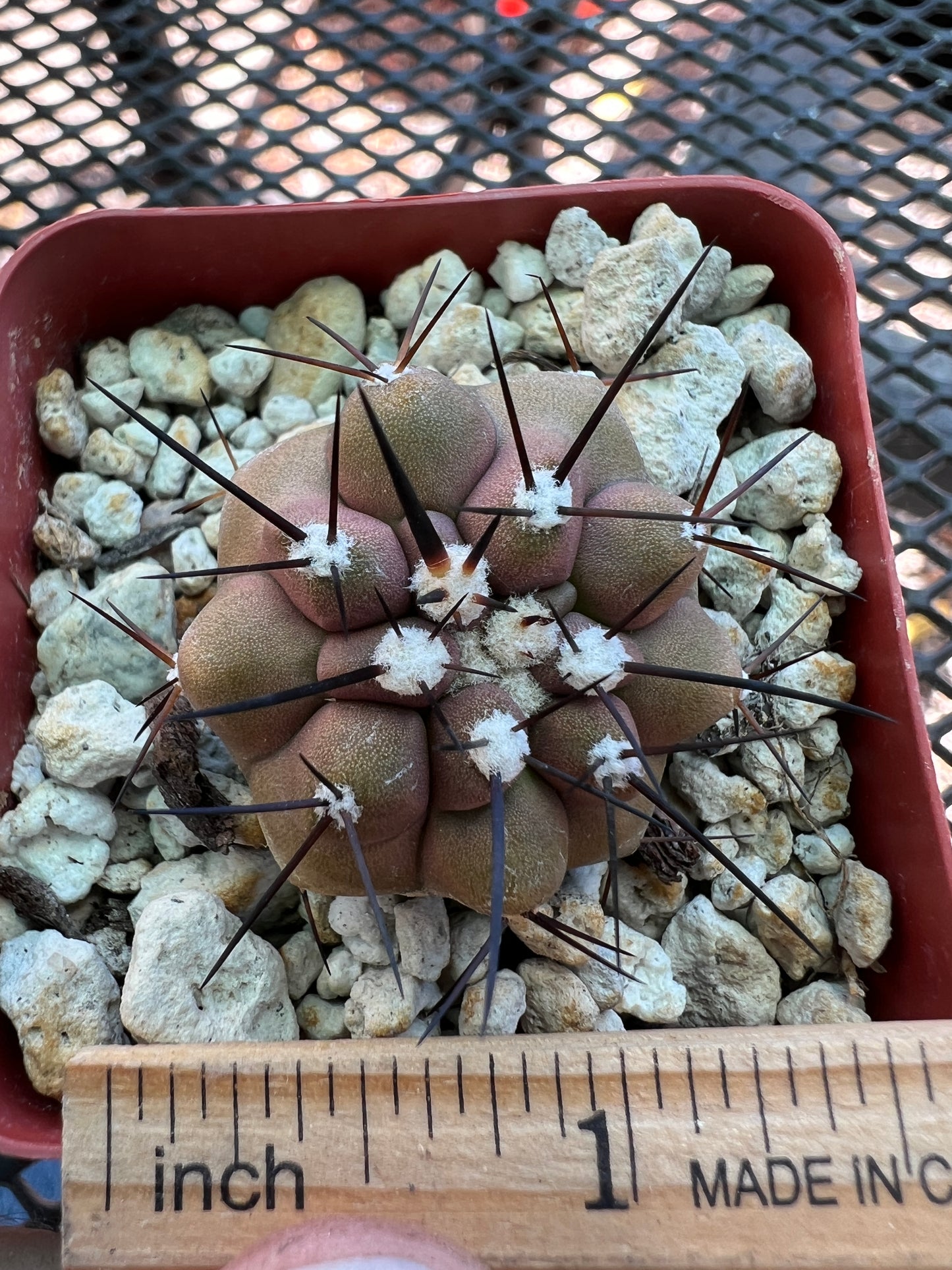 Copiapoa cinerea cactus #1