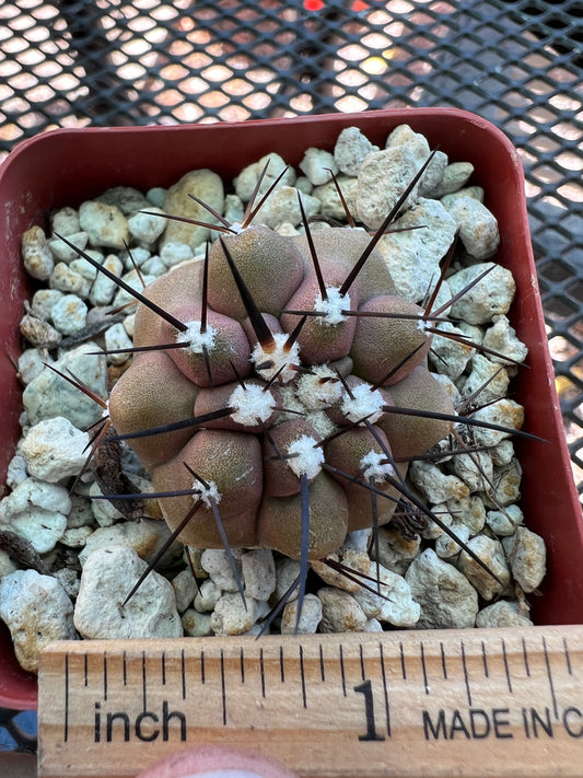 Copiapoa cinerea cactus #1