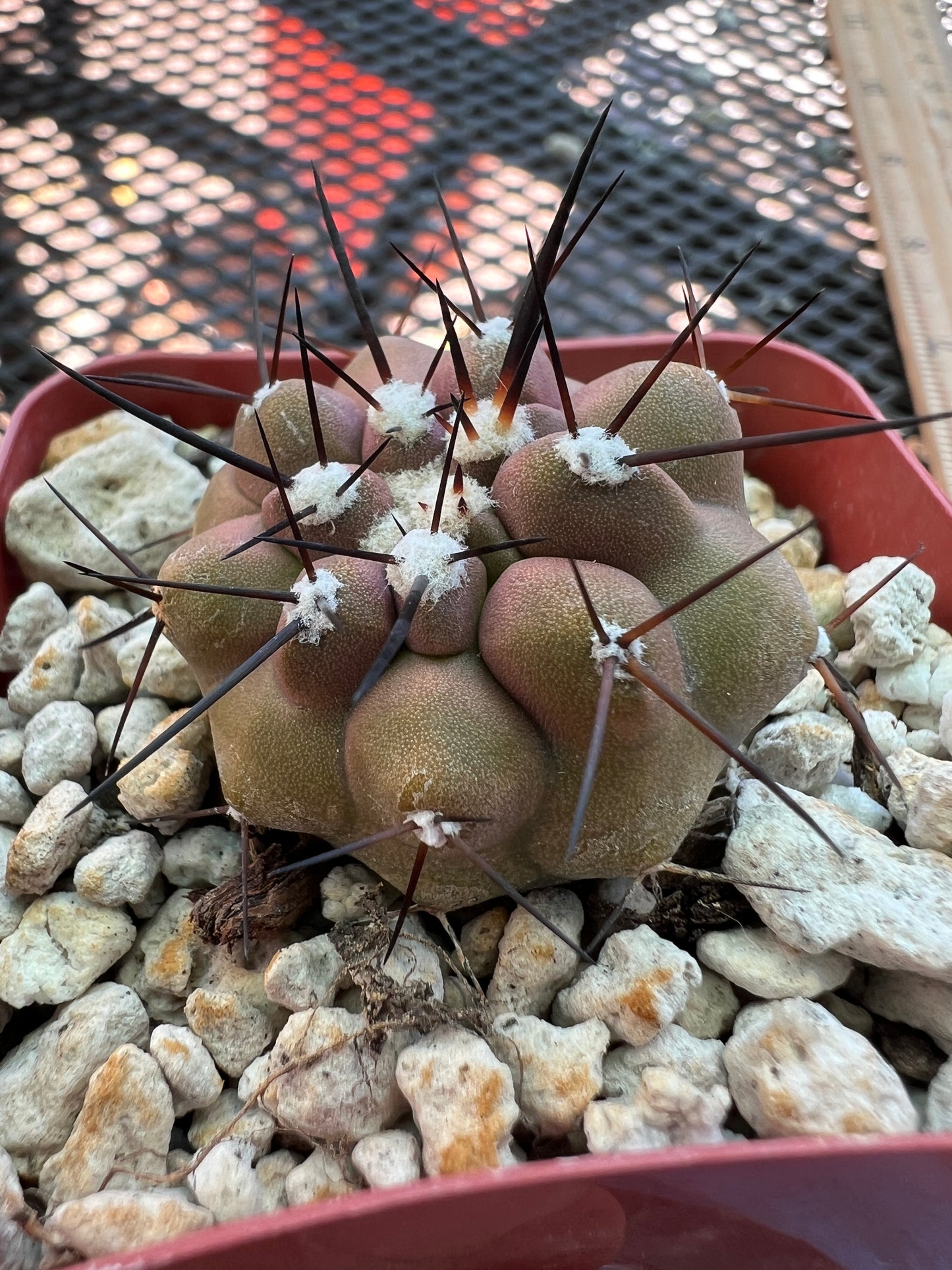 Copiapoa cinerea cactus #1