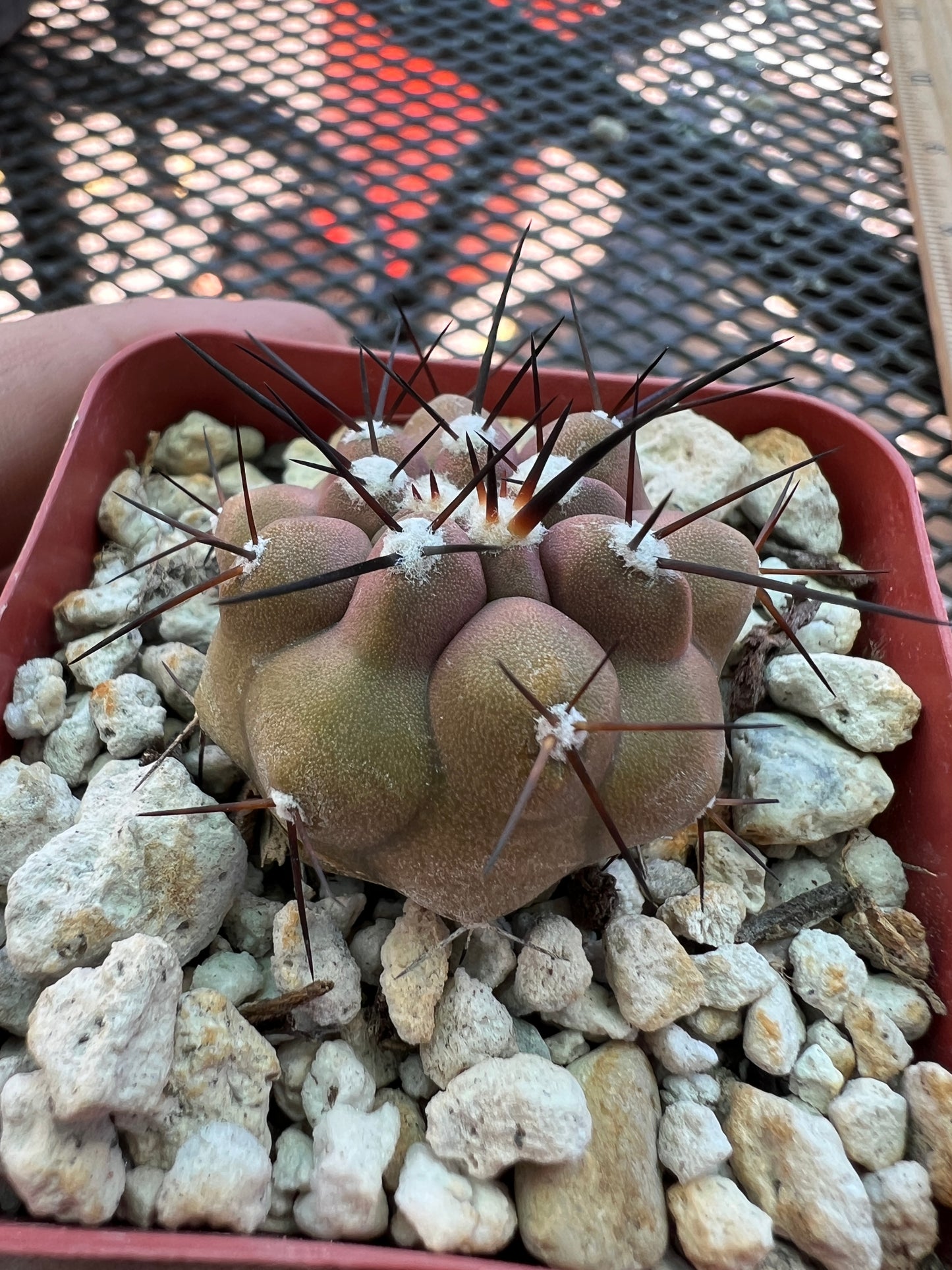 Copiapoa cinerea cactus #1